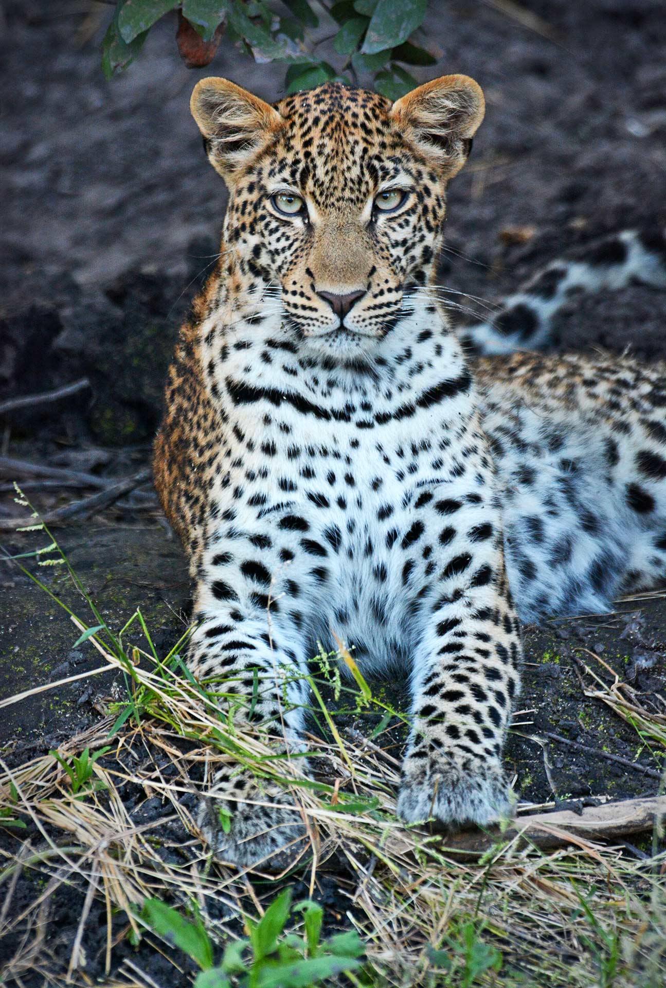 Tsowa Safari Island en Zambezi National Park