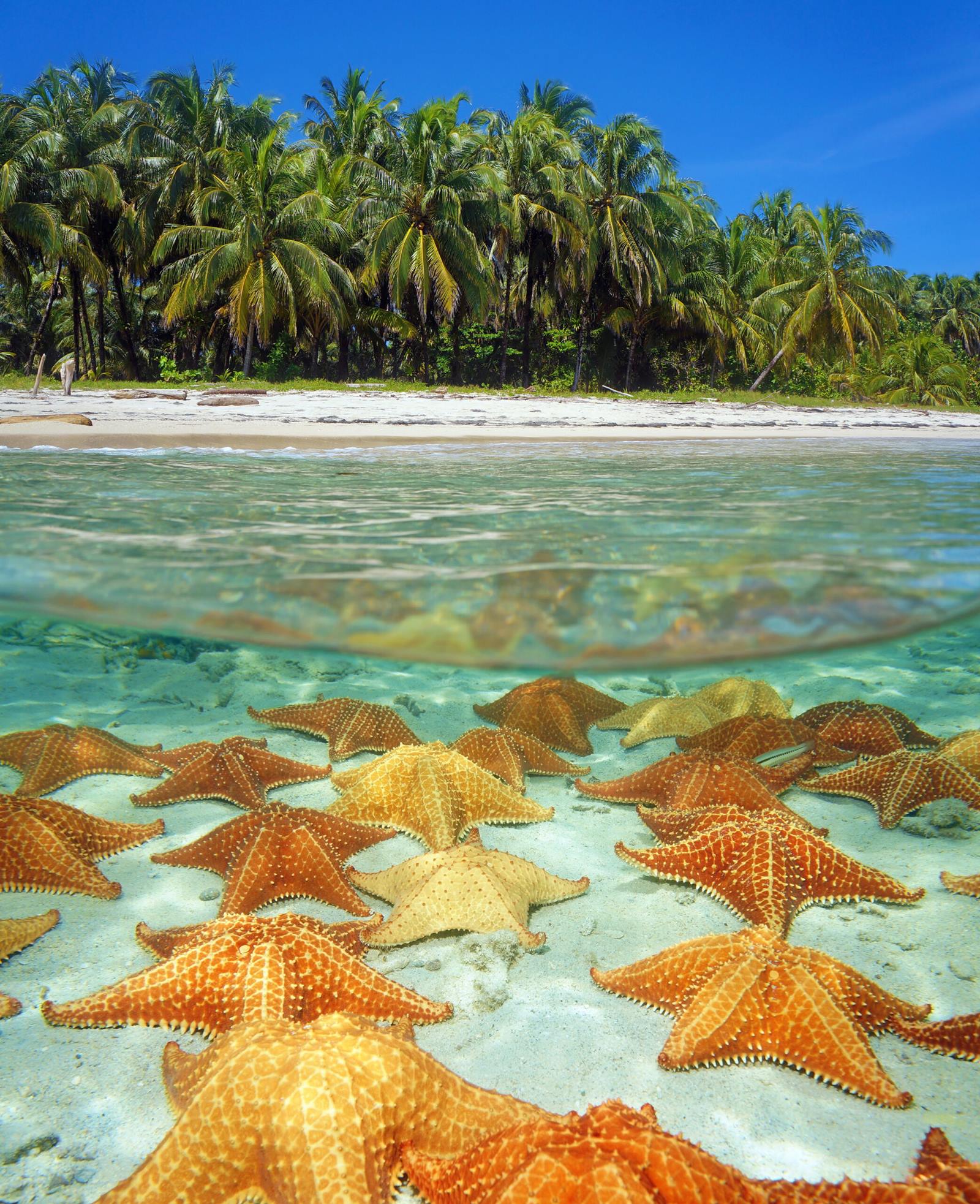 Bocas del Toro