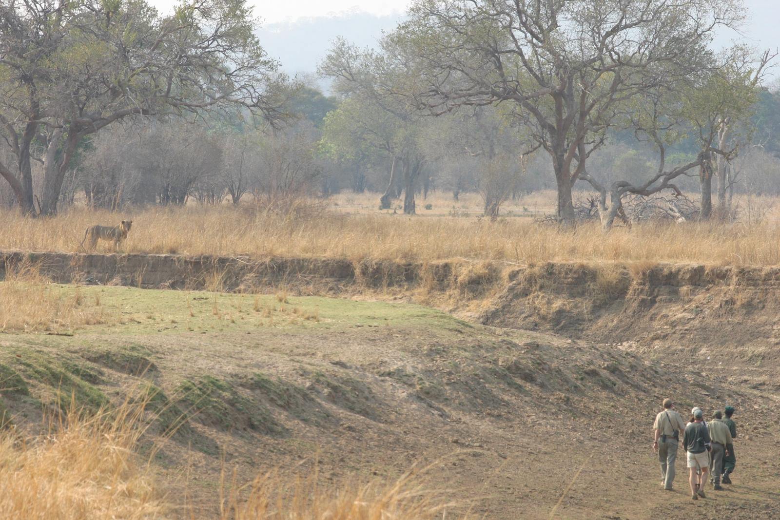 Luangwa Valley