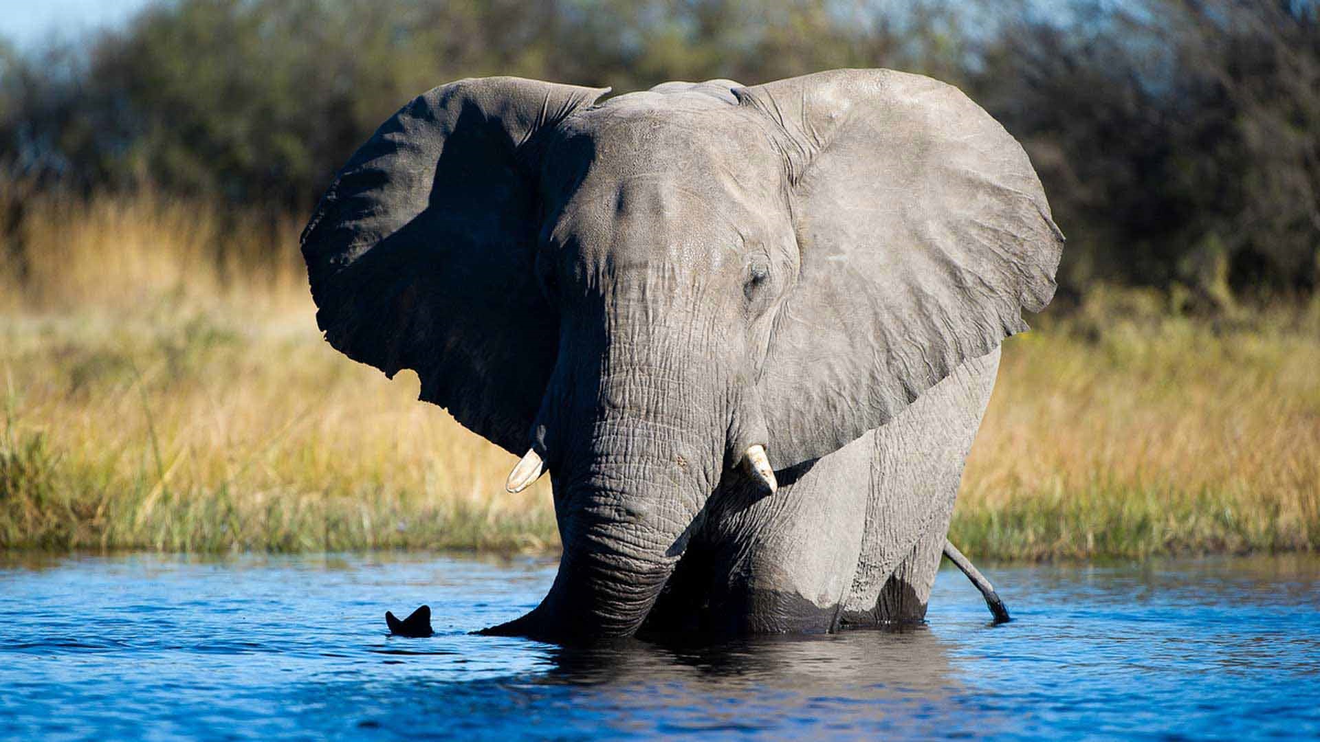 Linyati Tented Camp en Chobe