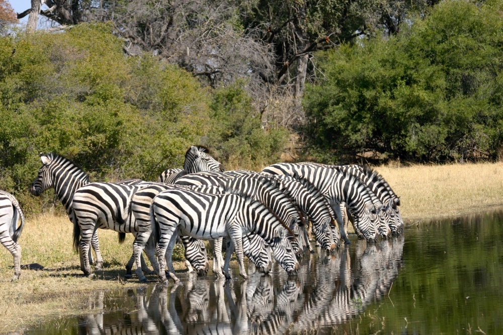 Linyati Tented Camp en Chobe