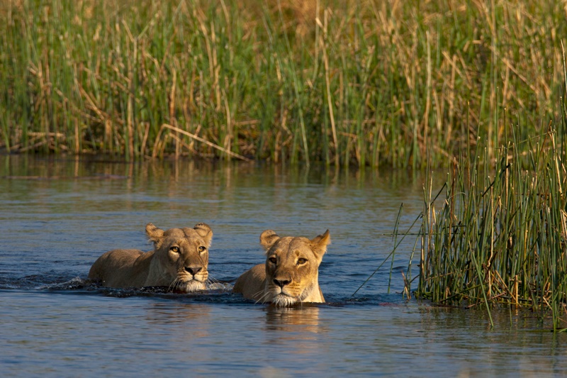 Linyati Tented Camp en Chobe