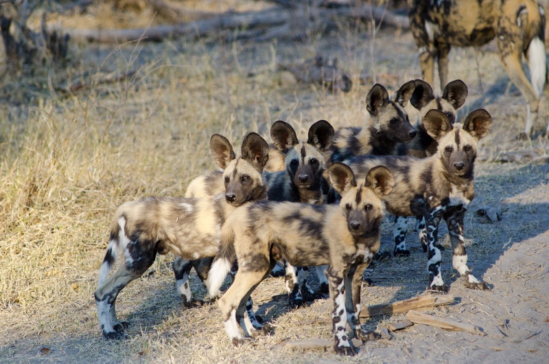 Linyati Tented Camp en Chobe