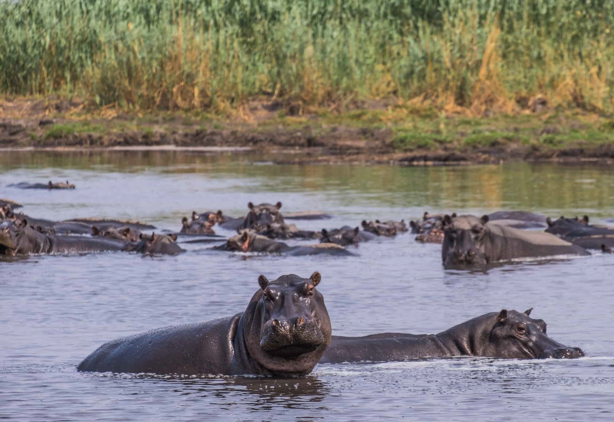 Linyati Tented Camp en Chobe