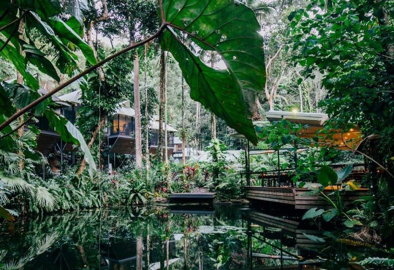 Daintree Forest