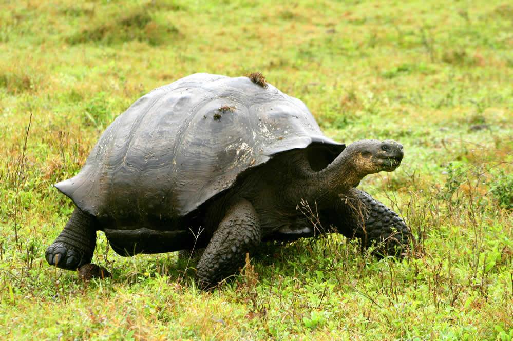 Pikaia Lodge en Islas Galapagos
