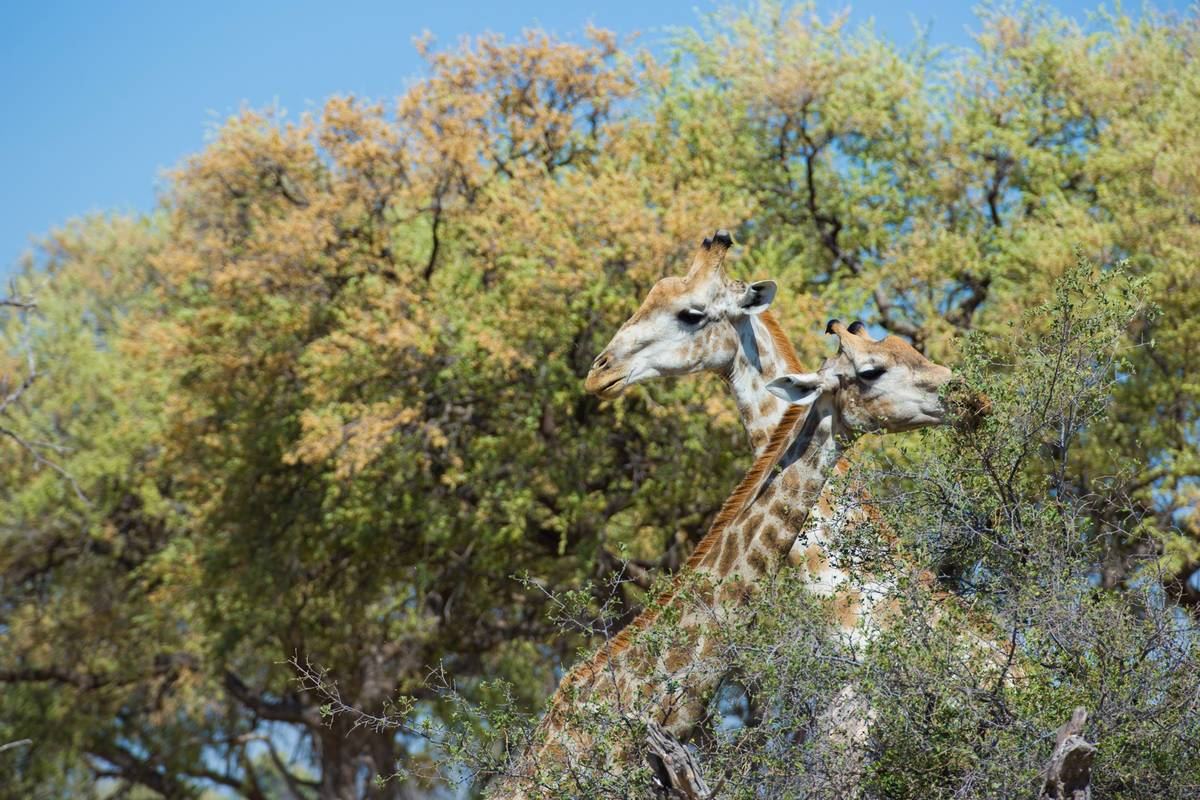 Deteema Springs en Hwange