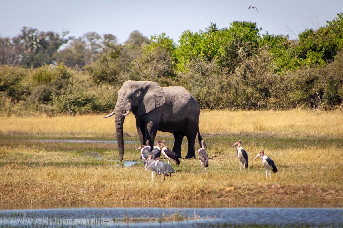 Deteema Springs en Hwange