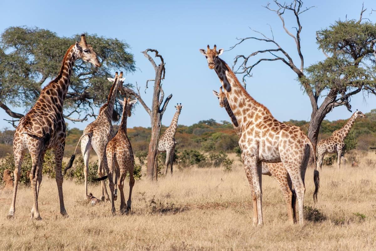 Deteema Springs en Hwange