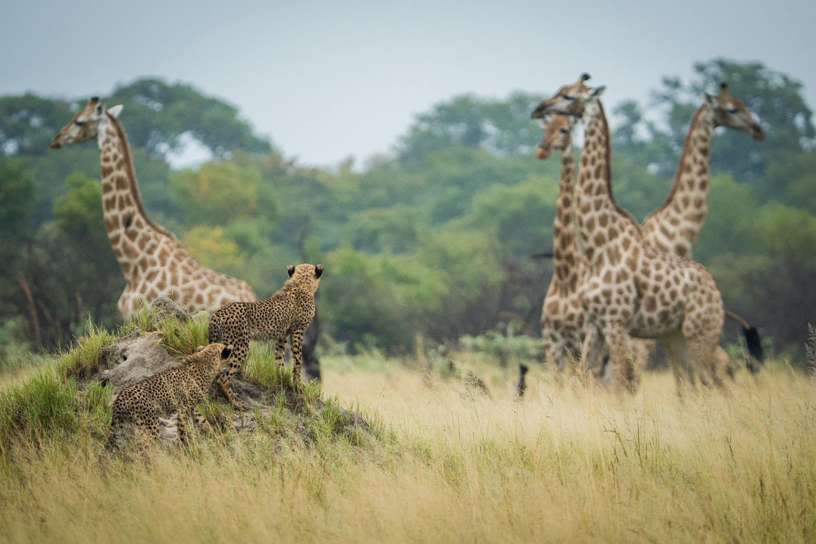 The Hide en Hwange