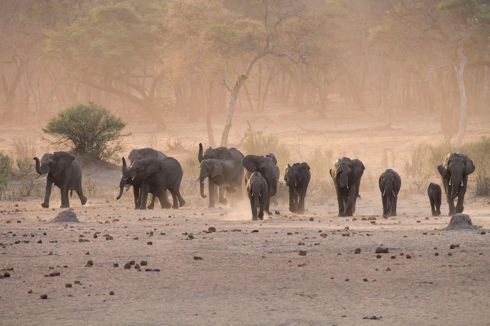 The Hide en Hwange
