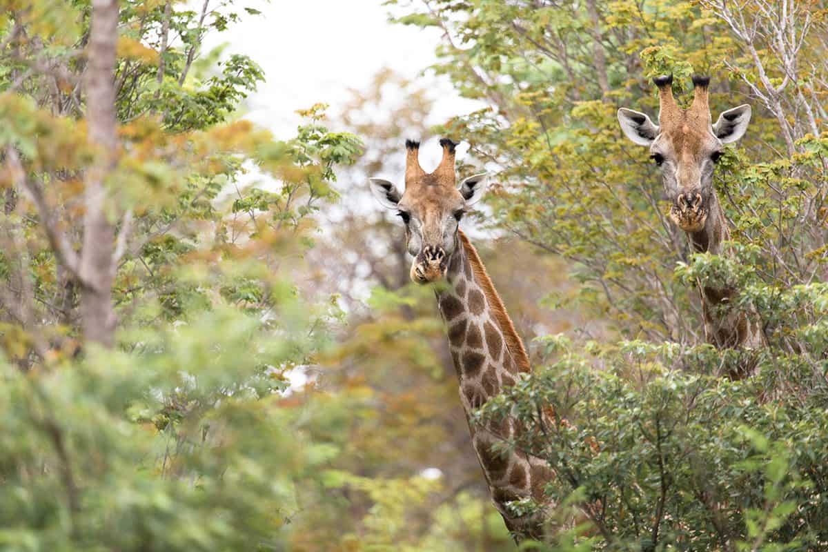 The Hide en Hwange