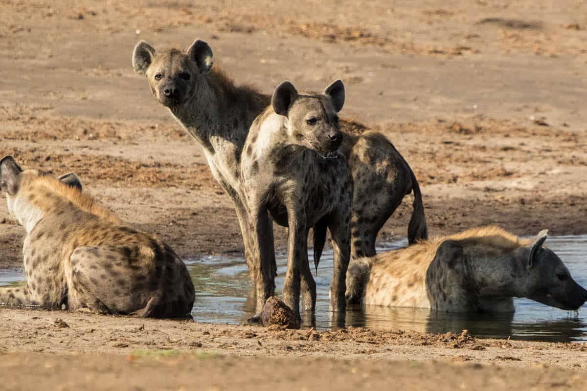 The Hide en Hwange