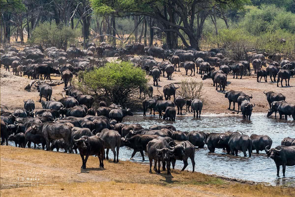 The Hide en Hwange