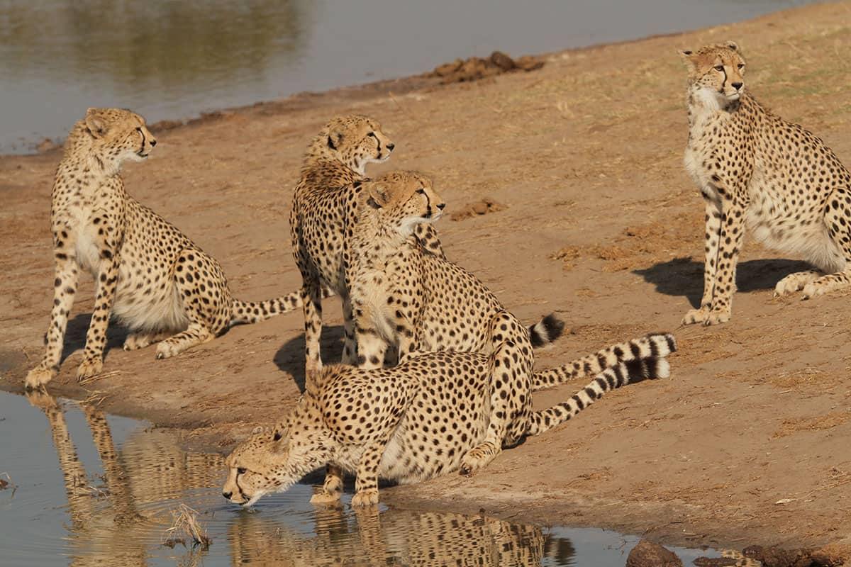 The Hide en Hwange