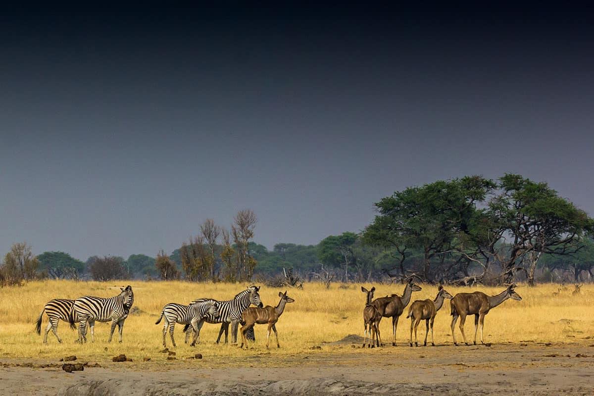 The Hide en Hwange