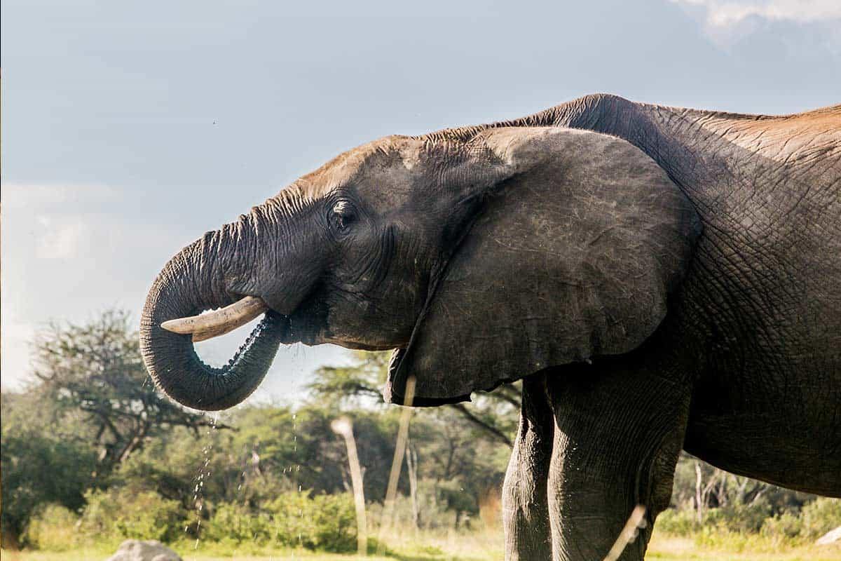 The Hide en Hwange