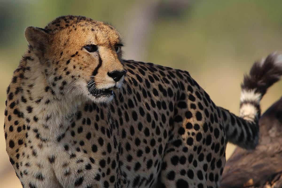 The Hide en Hwange