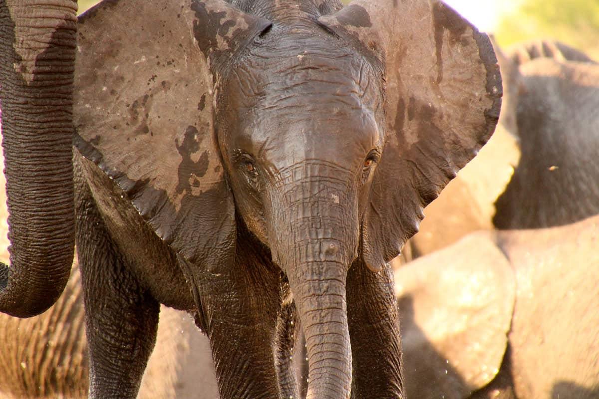 The Hide en Hwange