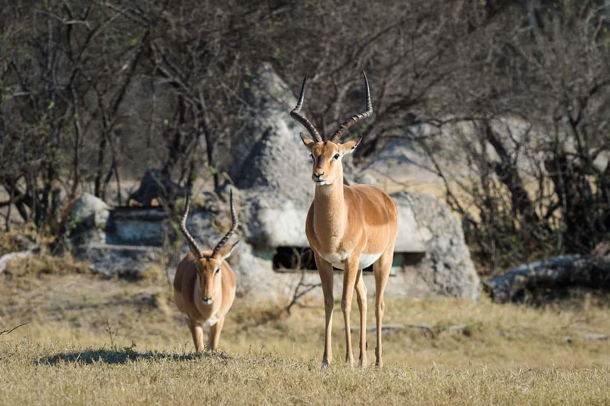 The Hide en Hwange