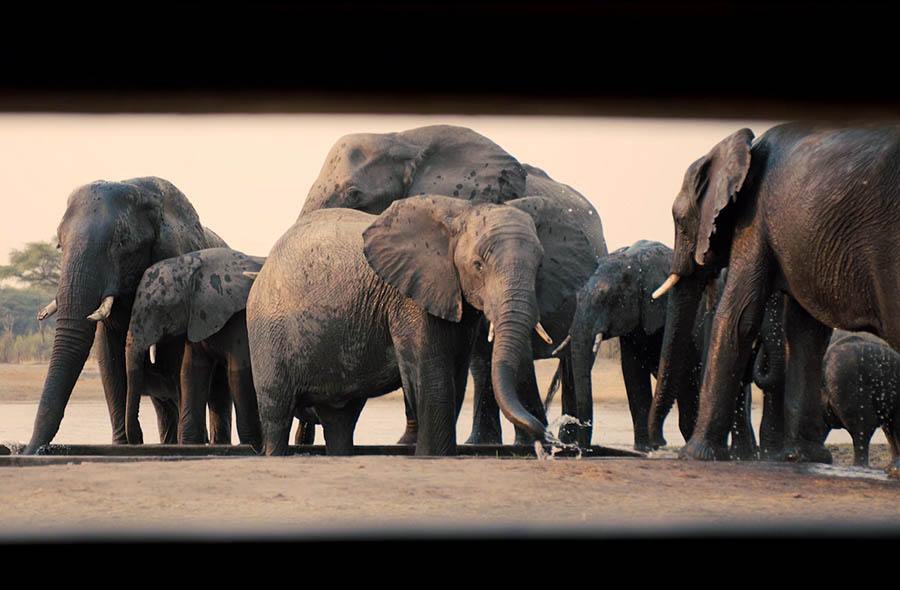 The Hide en Hwange