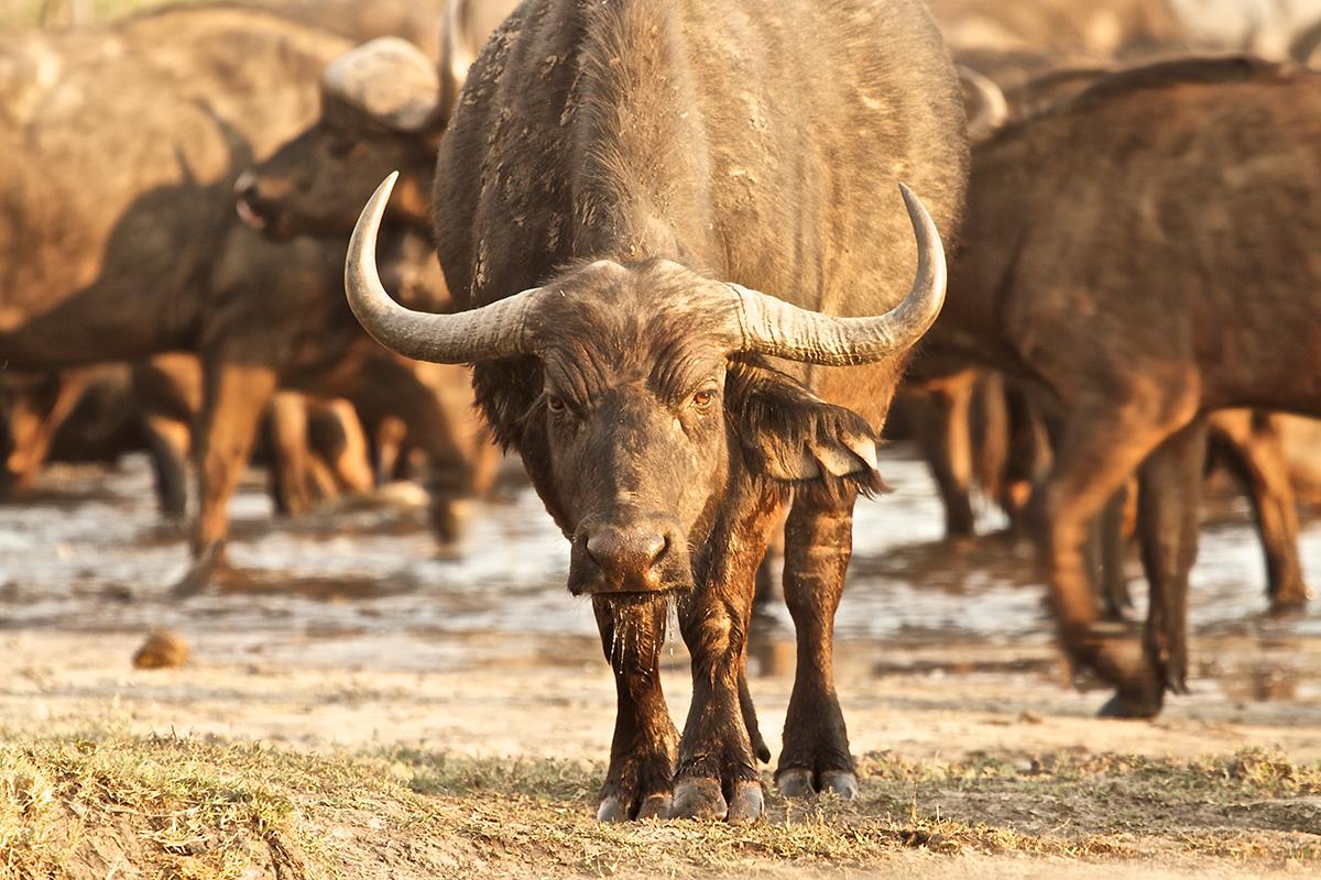 The Hide en Hwange