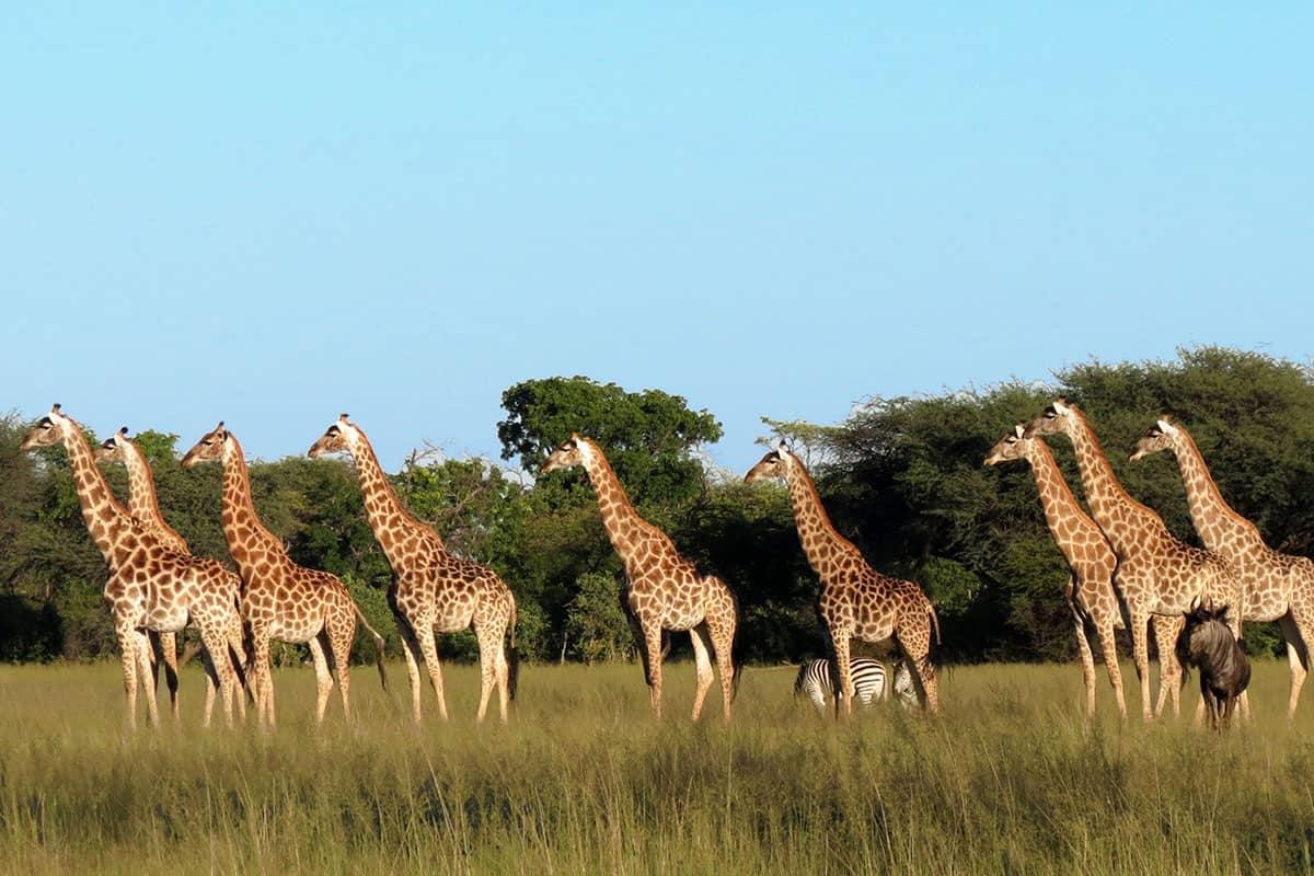 The Hide en Hwange