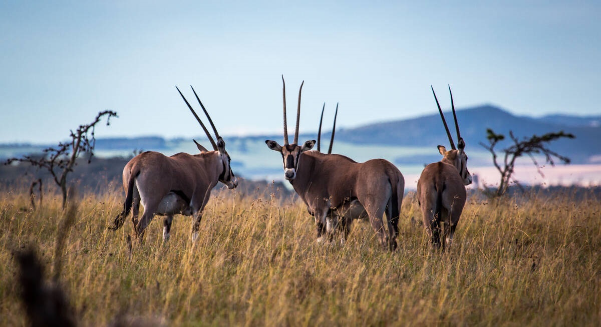 Laikipia