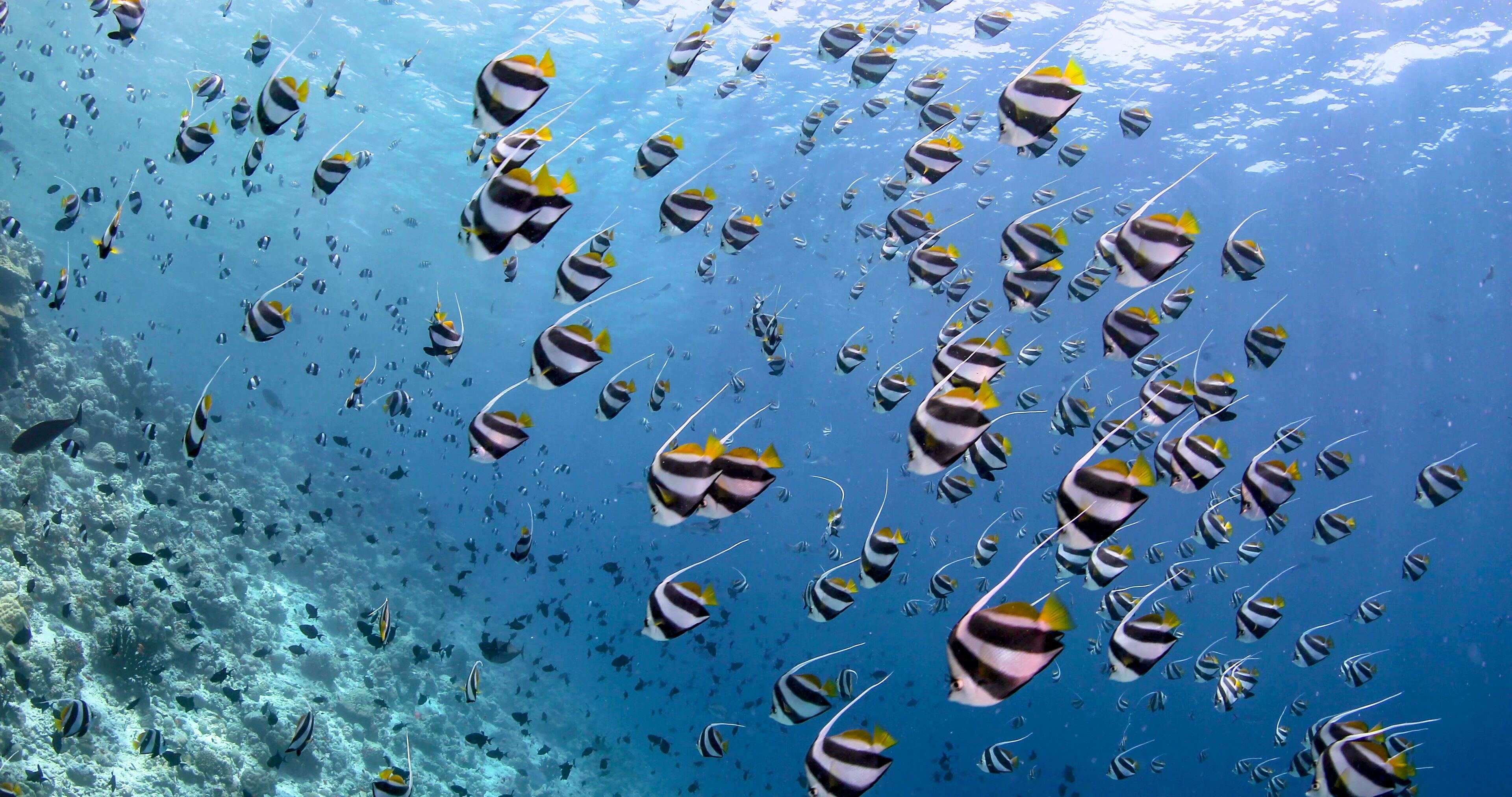 Anantara Kihavah Maldives Villas en Baa Atoll
