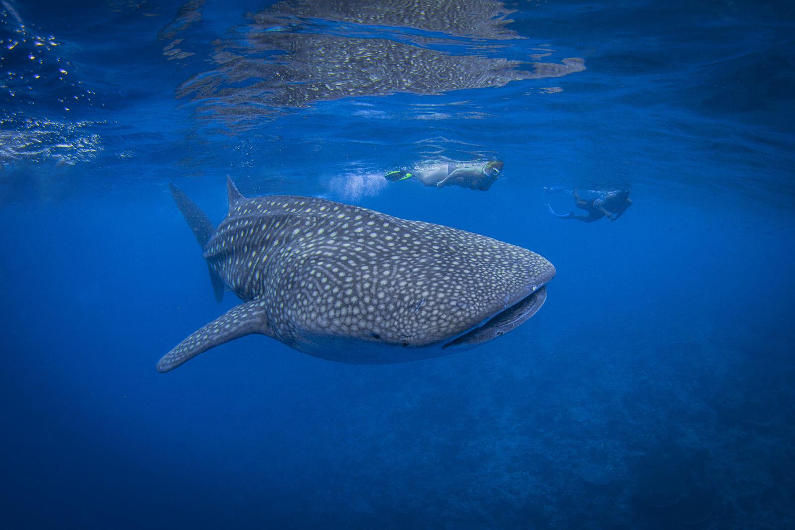 Mövenpick Resort Kuredhivaru Maldives en Noonu Atoll