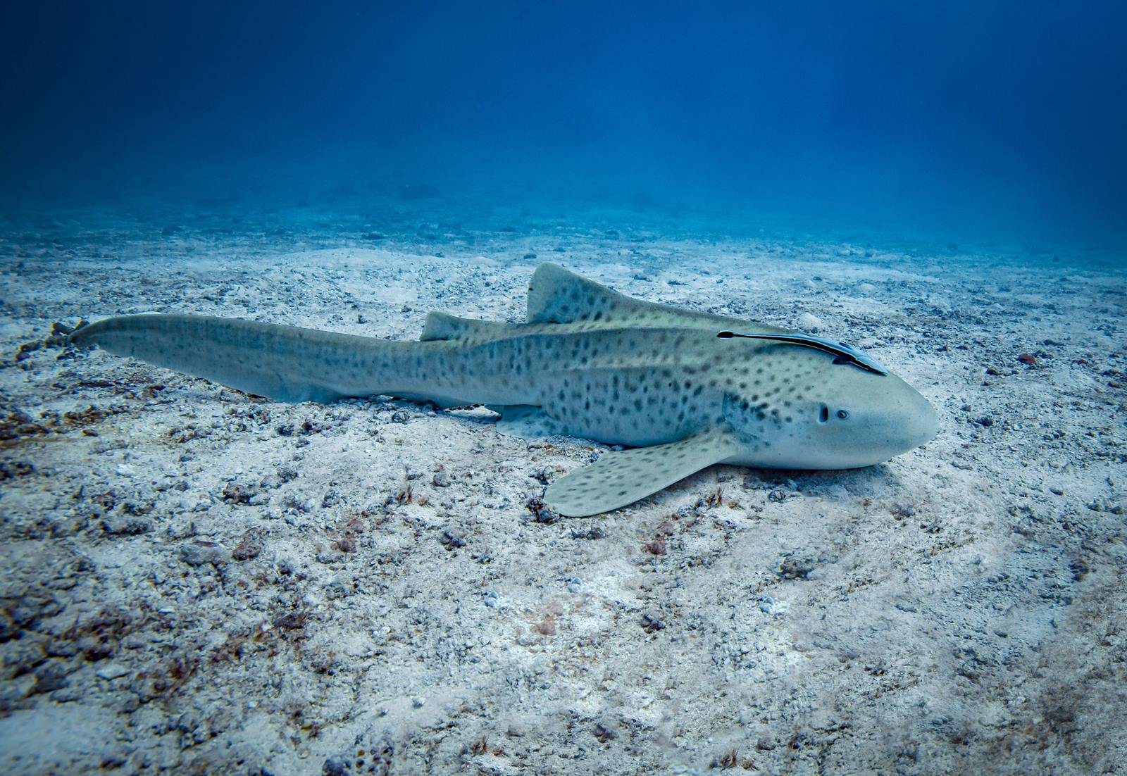 Mövenpick Resort Kuredhivaru Maldives en Noonu Atoll