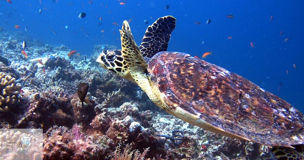 Safari Island Resort en North Ari Atoll