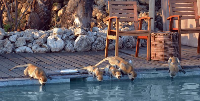 Chem Chem Lodge en Manyara