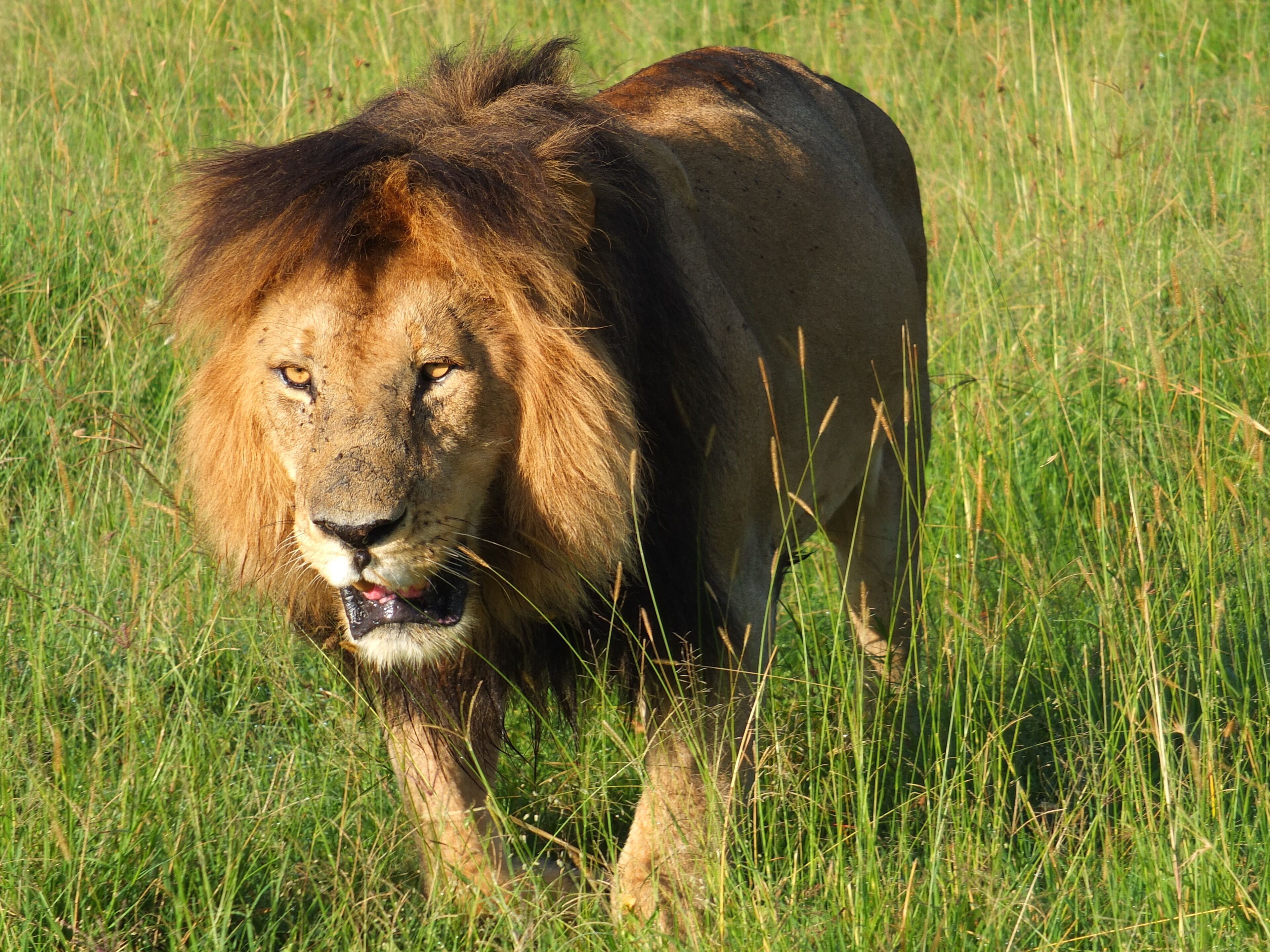 Mara Ngenche Safari Camp en Masai Mara