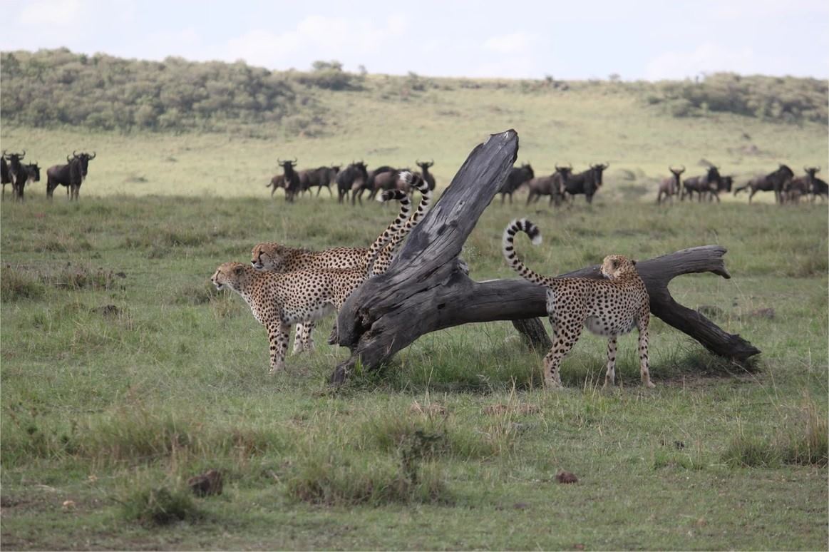 Mara Ngenche Safari Camp en Masai Mara