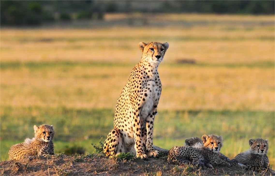 Mara Ngenche Safari Camp en Masai Mara