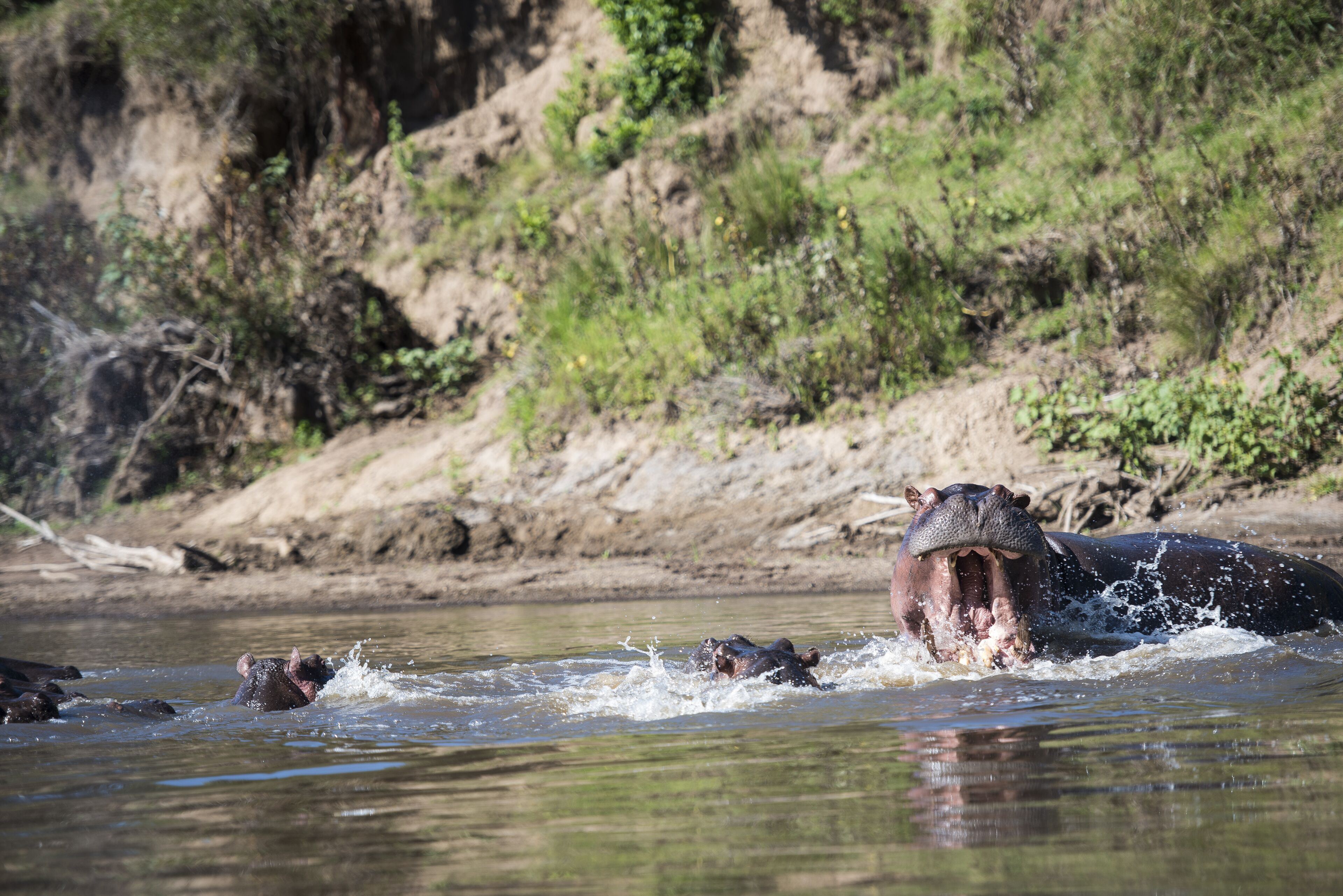 Mara Ngenche Safari Camp en Masai Mara