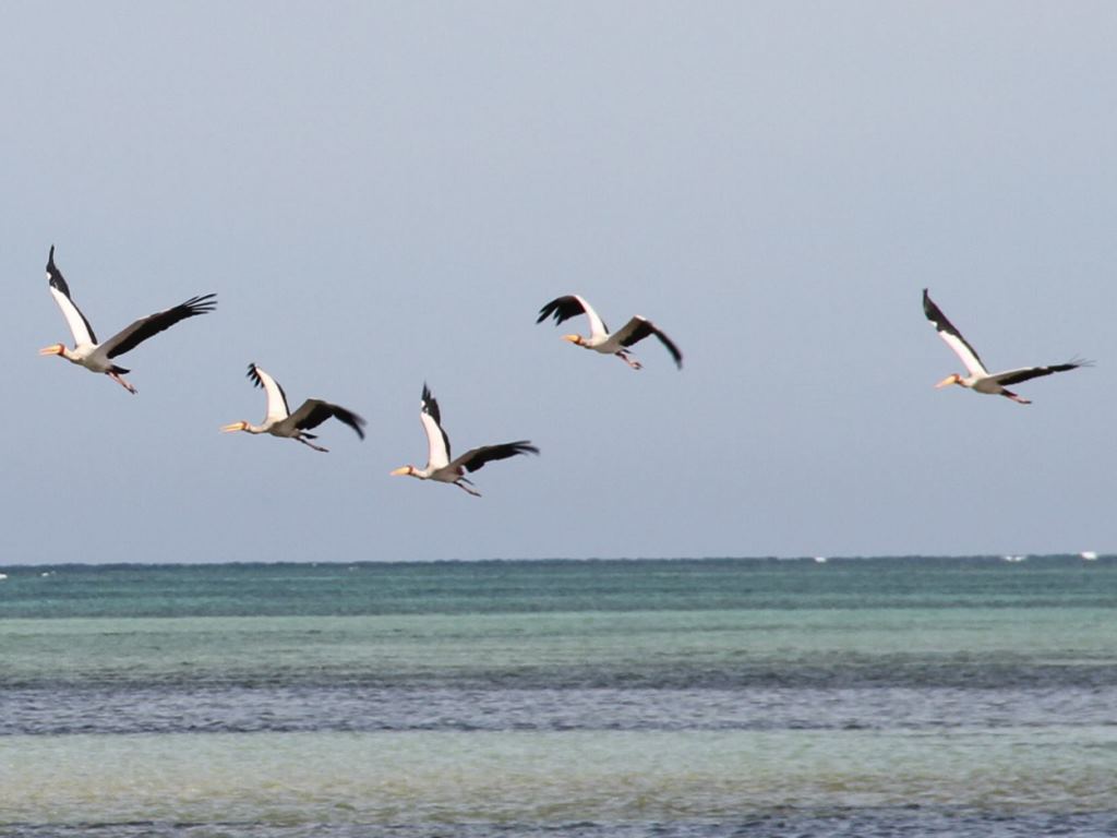 Chuiba Bay Lodge en Pemba
