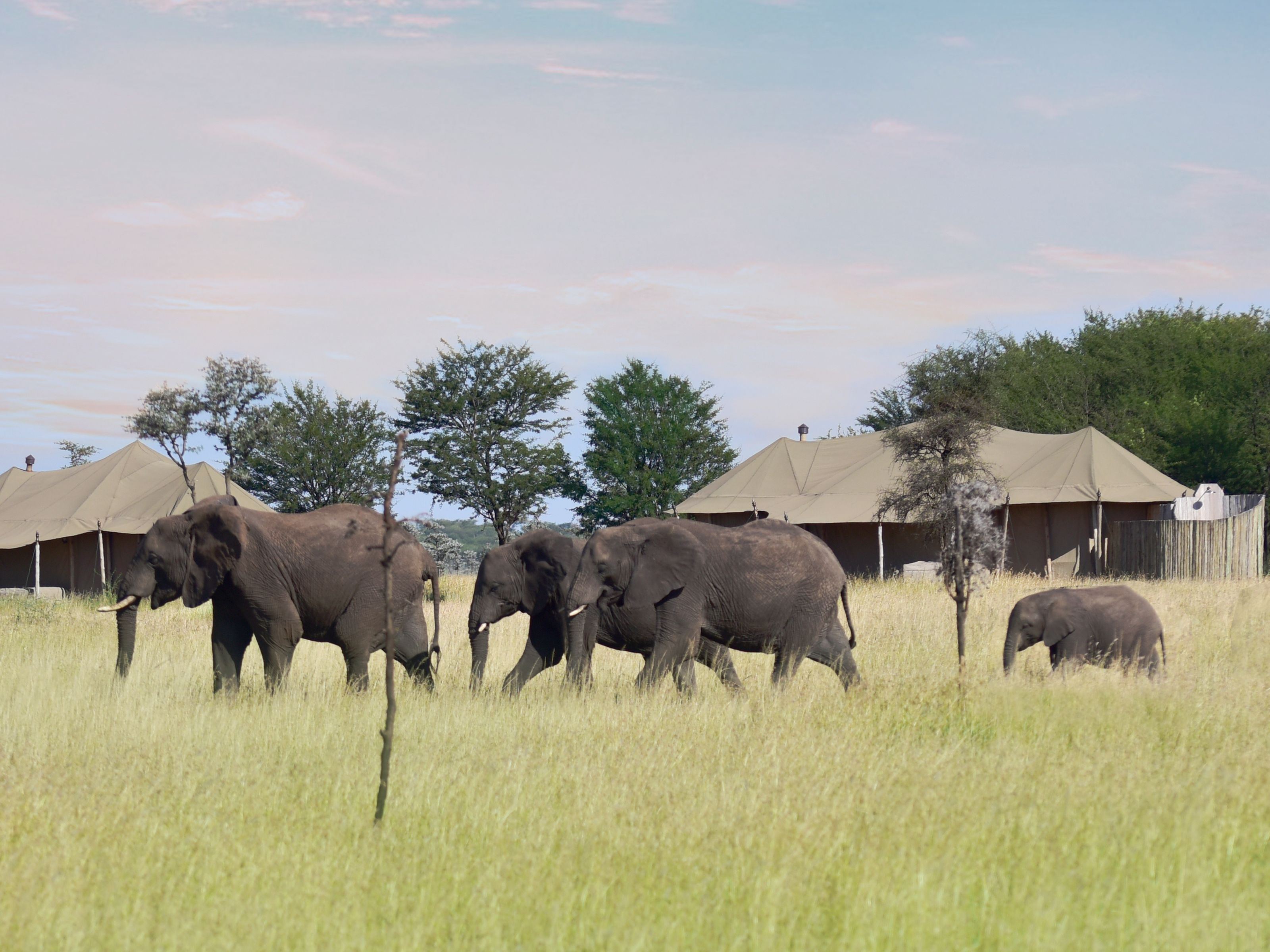 One Nature Nyaruswiga Serengeti en Serengeti