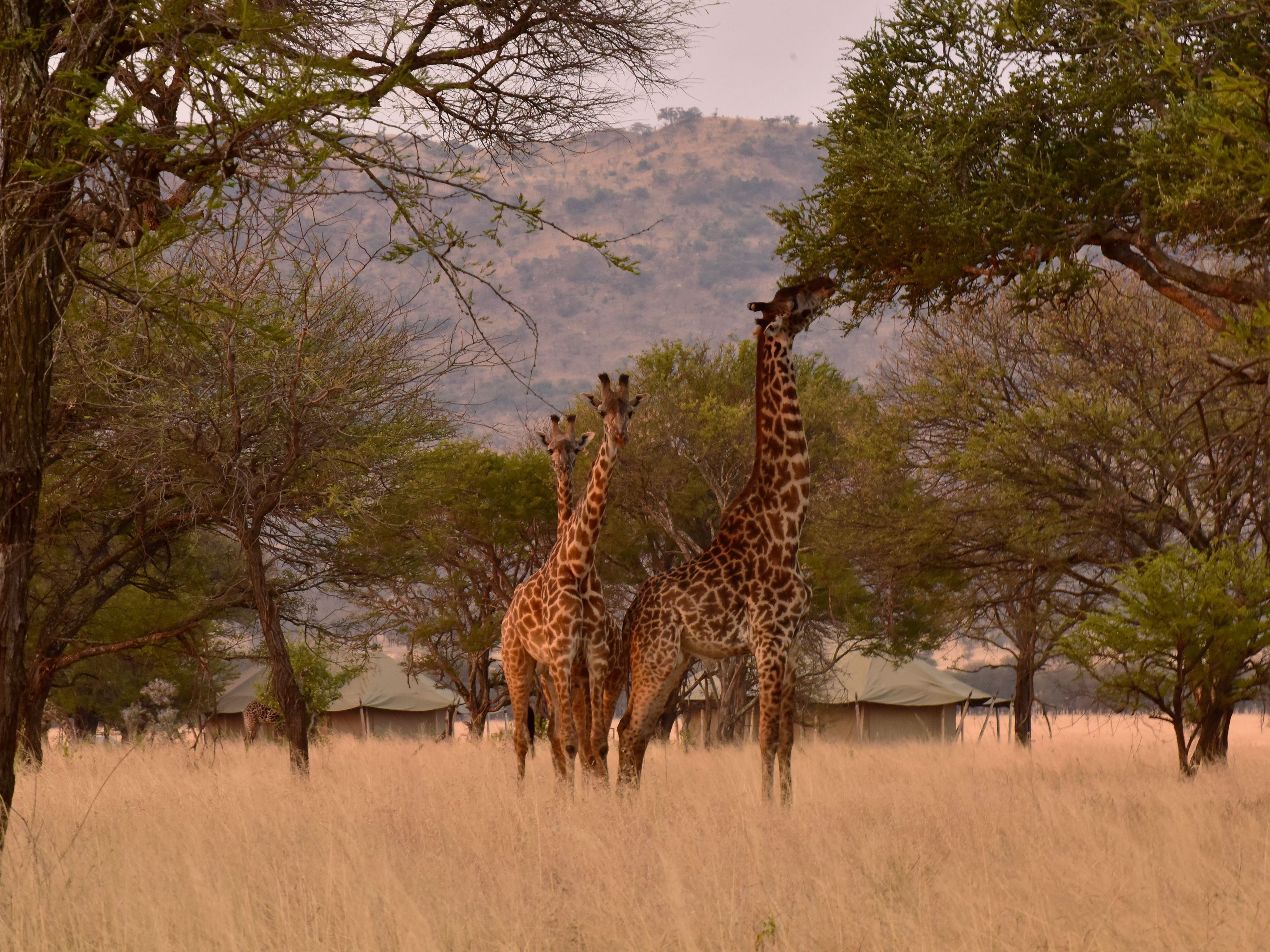 One Nature Nyaruswiga Serengeti en Serengeti