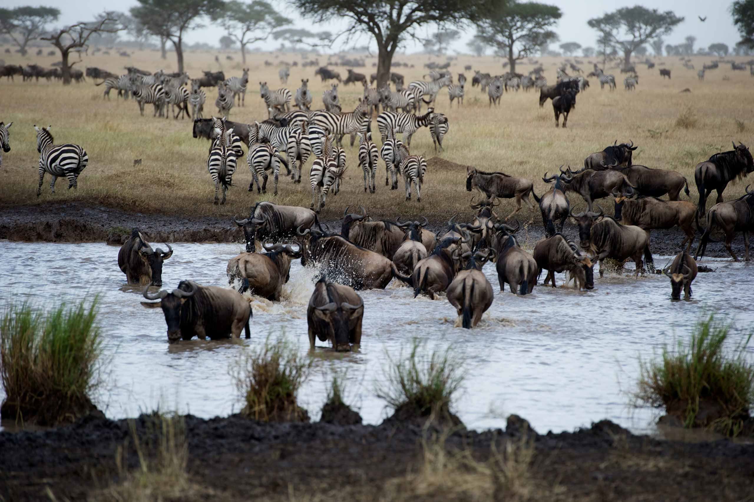 Singita Mara River Tented Camp en Serengeti