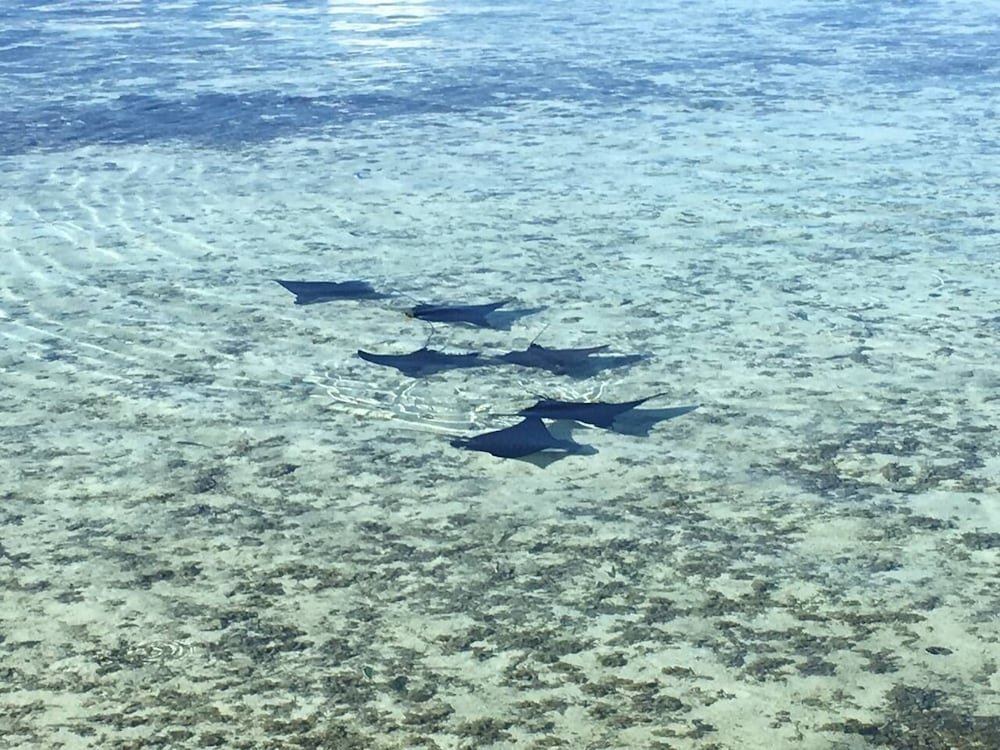 Eden Private Island (Ex La Pirogue Api) en Tahaa