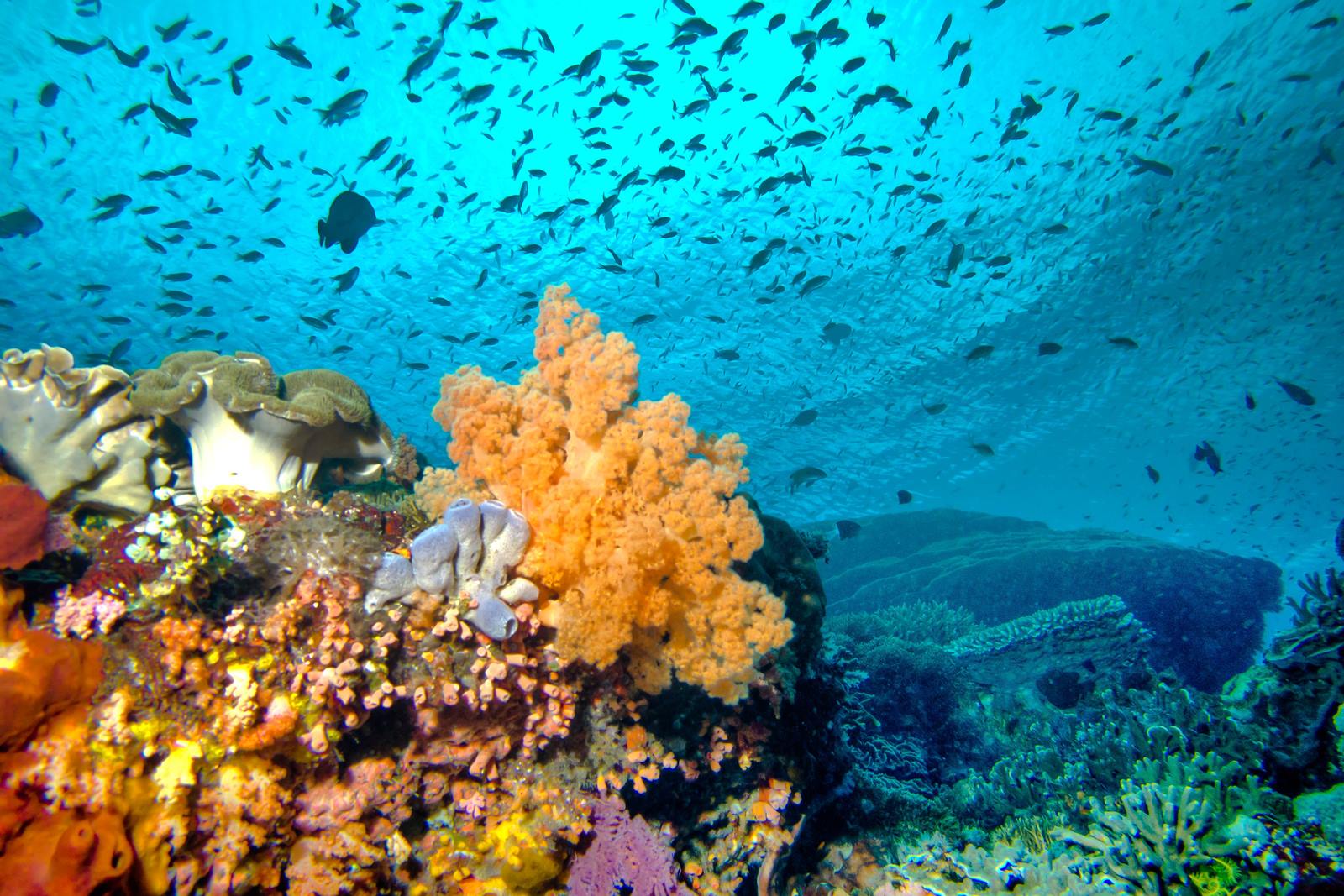 Japamala Resort en Tioman