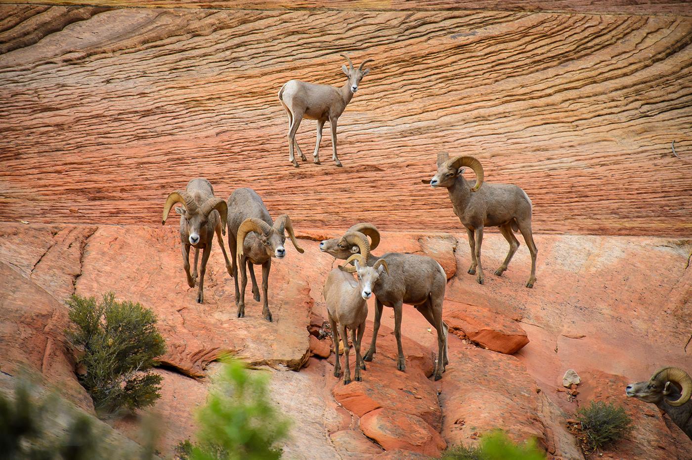 Zion Mountain Ranch en United States