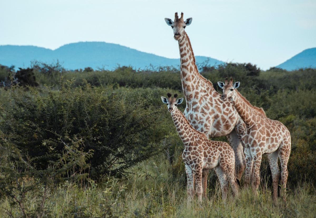Jaci`s Lodges en Madikwe Game Reserve