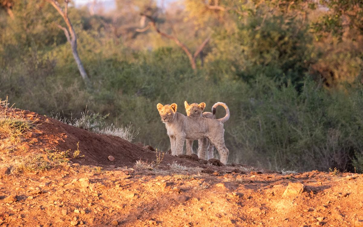 Jaci`s Lodges en Madikwe Game Reserve