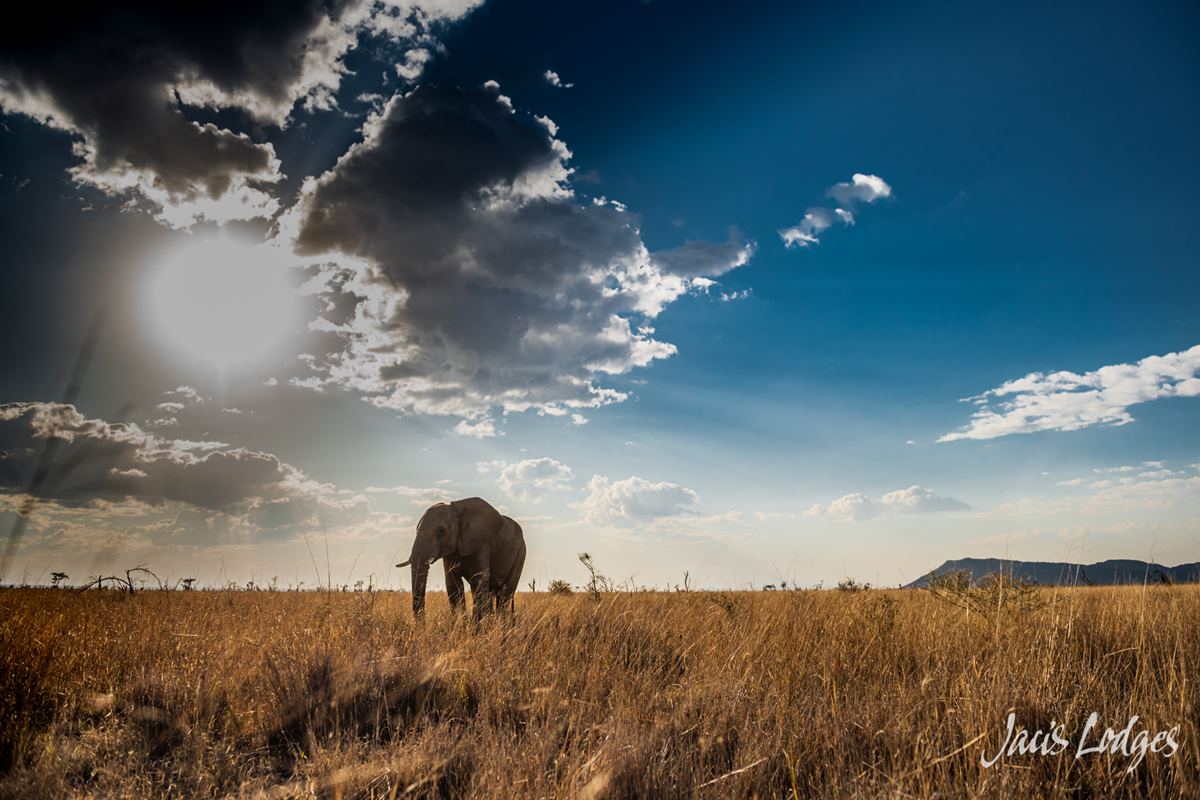 Jaci`s Lodges en Madikwe Game Reserve