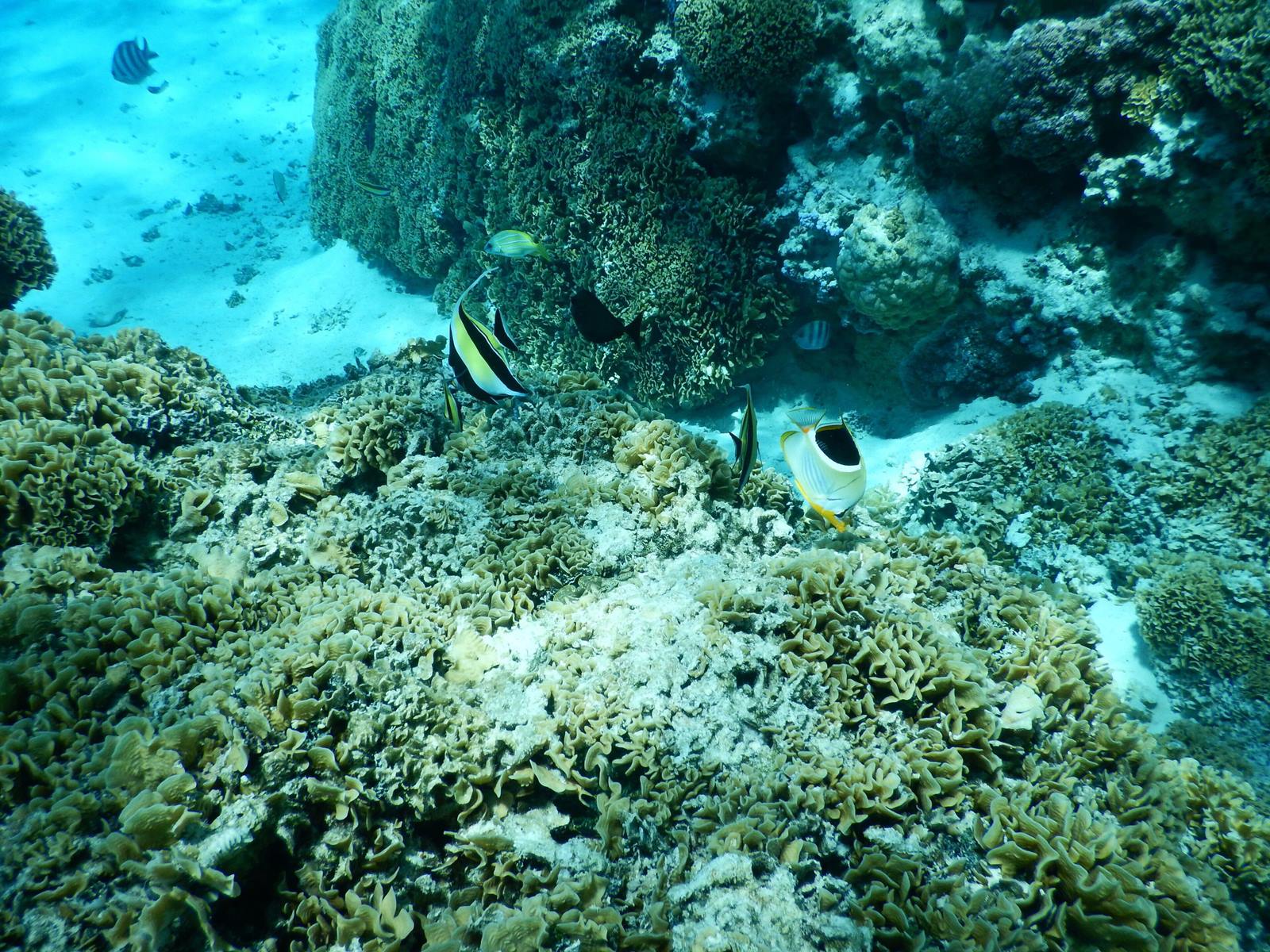 Maitai Polynesia Bora Bora en Bora Bora