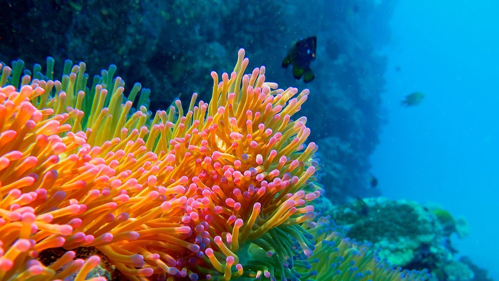 Vatuvara Private Island en Fiji