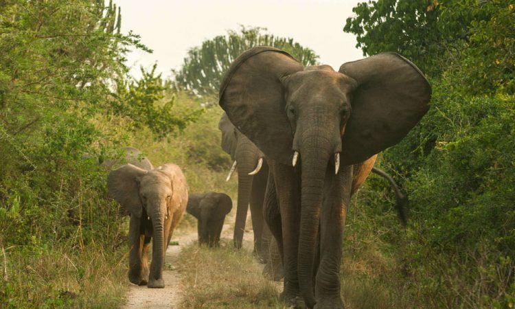 Kabalega Wilderness Lodge en Murchison Falls National Park